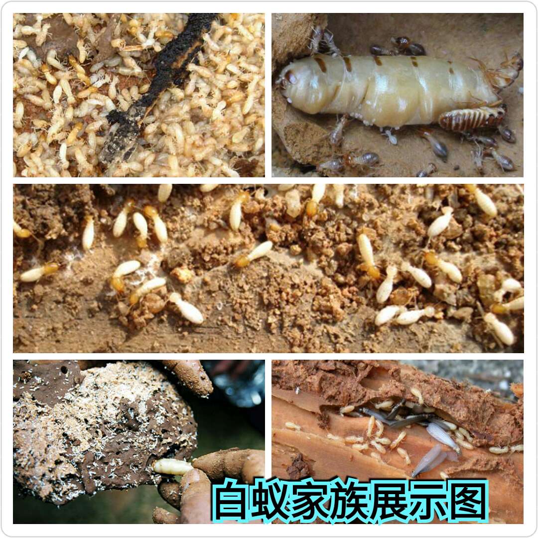 1538539784123600.jpg 463001028800880843.jpg