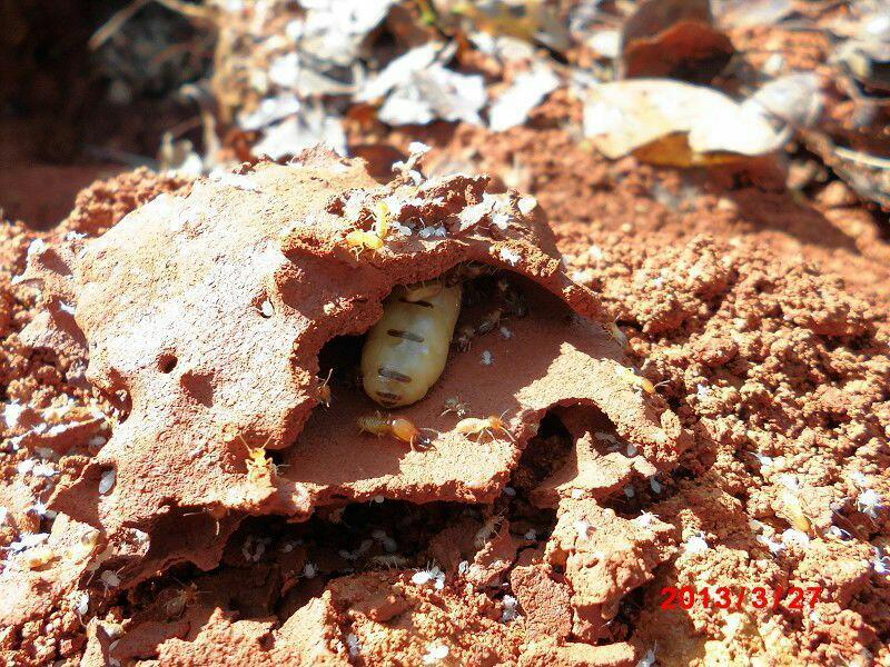 1539527547248422.jpeg 1435288070815.jpeg