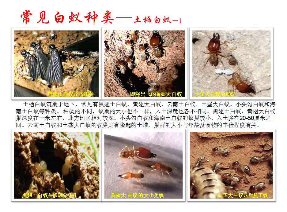 1552634961966364.jpg 62ed4b5f1557fc10adfc881bc9ff8e2.jpg